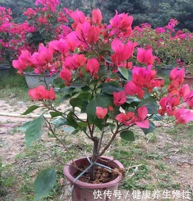 养花杀手的“臭毛病”,怪不得总是养死花,看看你占了几条!