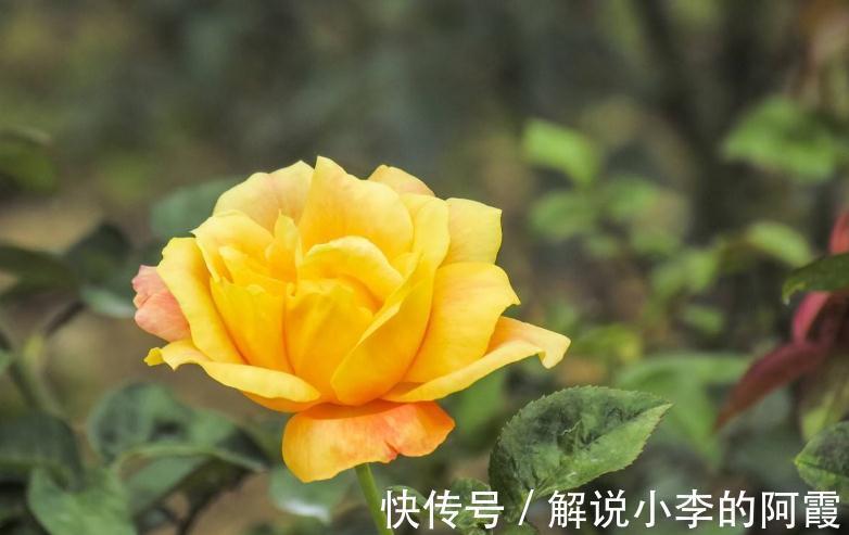 盆栽月季压条有哪些注意事项,怎样正确压条繁殖呢