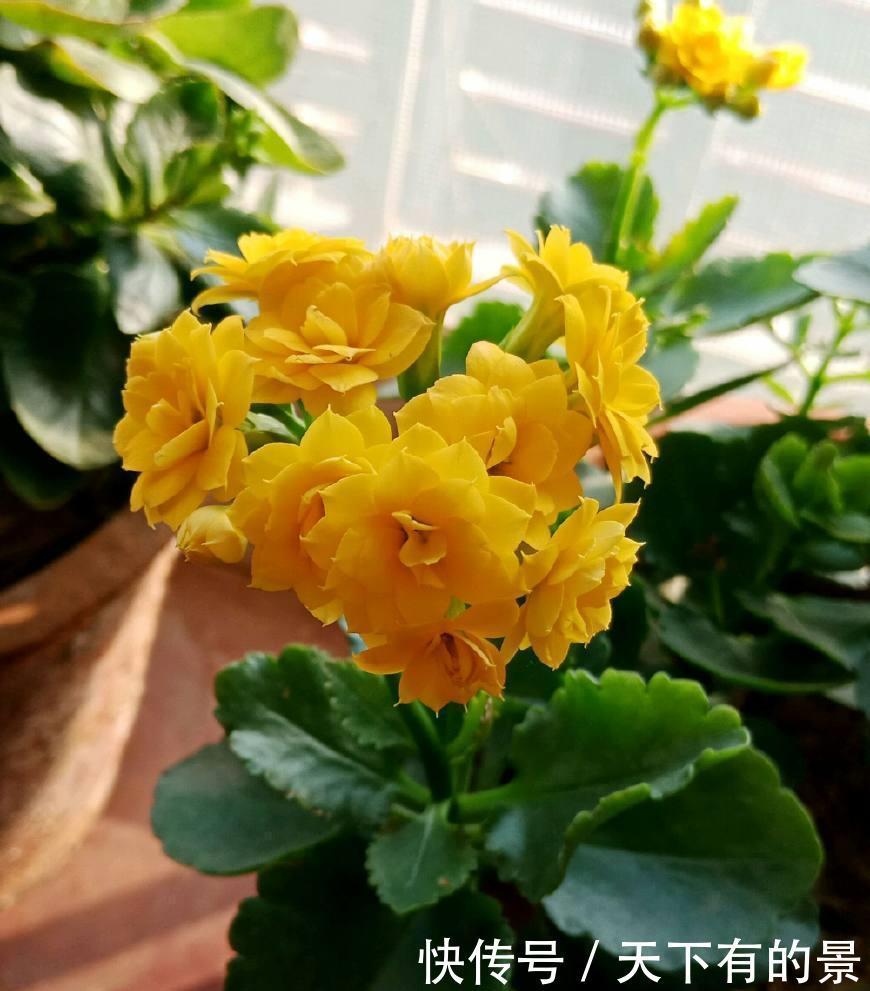 冬天最冷的时候,这5种花不要放室外,否则冻成腌菜了