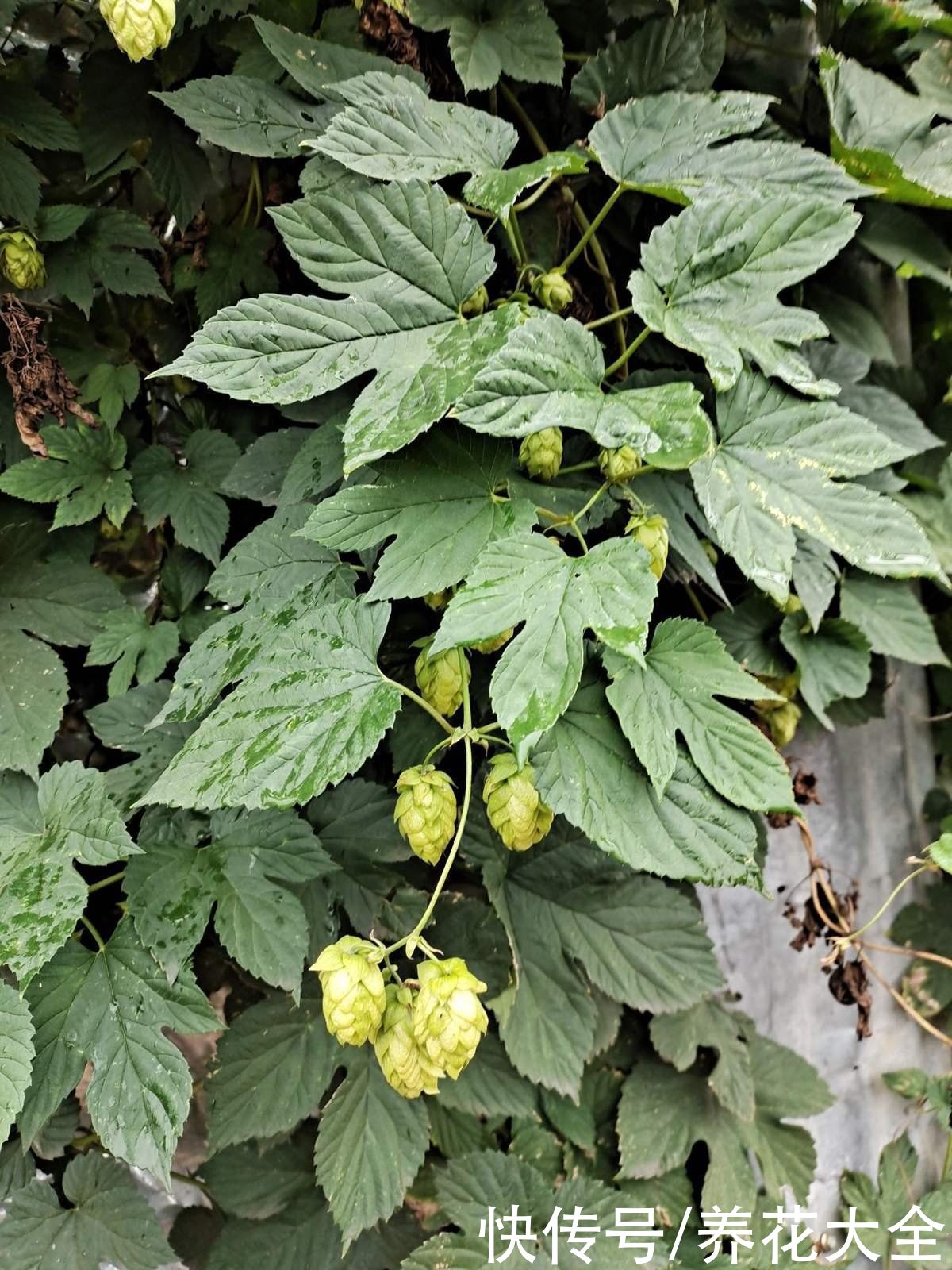 马蹄莲|不同生肖，幸运花也不同，你的幸运花是哪种