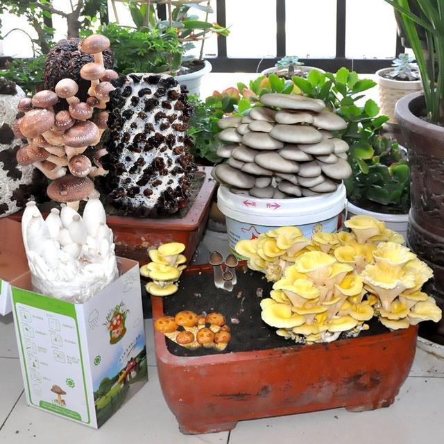 盆栽|家里不养花,不如种“蘑菇”,做成盆景特漂亮,一年能摘几十斤