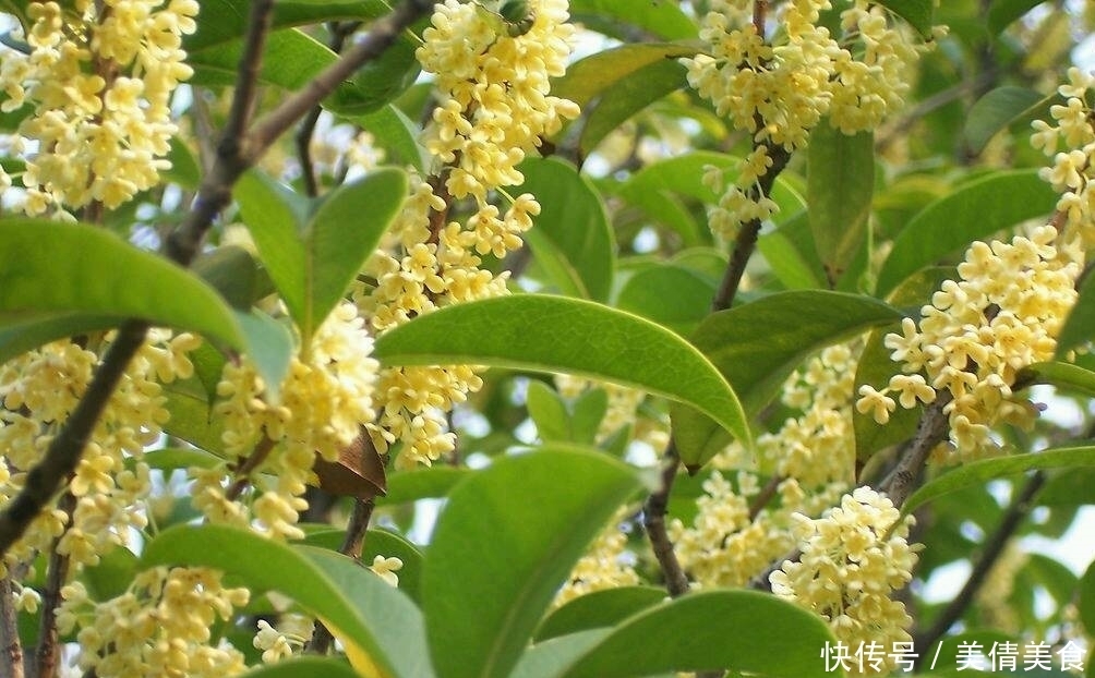  浓郁|此花开花时香气浓郁而且飘香十里，而且是以香气闻名的花