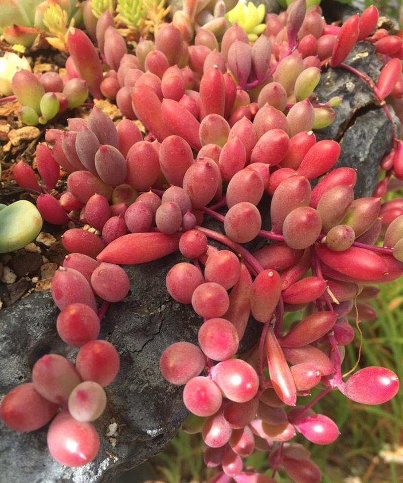 分享2个冬天扦插的小方法,10种花现在扦插正当时,生根快又壮