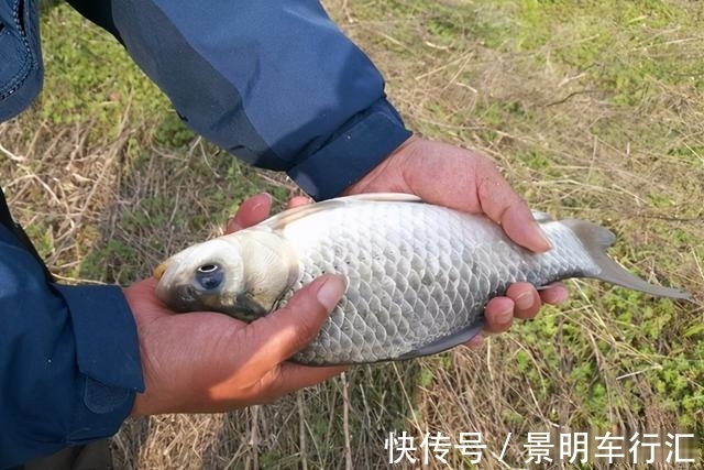 秋末冬初进入“长竿季”，野钓大鲫鱼，没有比这更简单的钓法