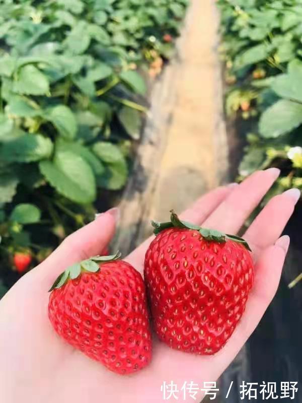 有个|《你和草莓有个约会》