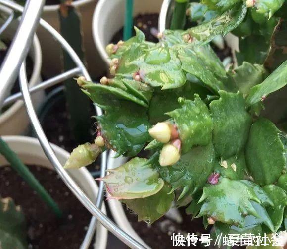 养花技巧：蟹爪兰一片叶子，蹿出10个花苞，给它喂啥好东西了