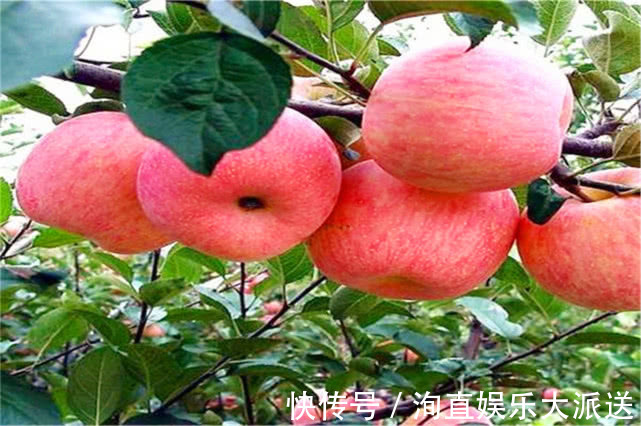 水果|更年期女性遇上三伏天,多吃3种水果,补心益气滋补身体