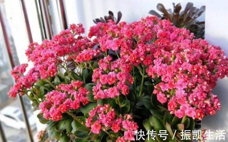 大花期|4种花好养又漂亮，花朵大花期长，年年开花不断，美翻天！