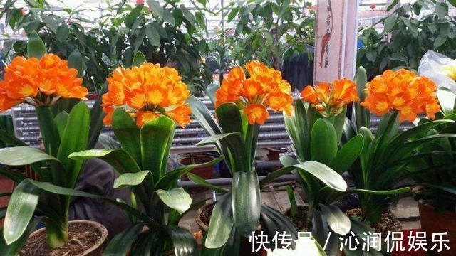 休眠|君子兰生长,离不开的2种水,15天来一次,肥厚油绿,开花不夹箭