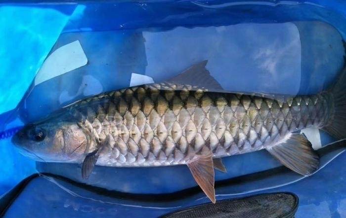 铁甲|罕见!男子桥下钓起“铁甲草鱼”,网友:好多年没见过