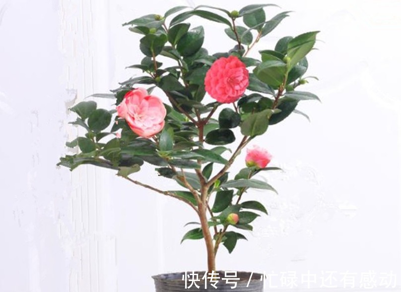 养杜鹃花、茶花、栀子花,跟着我做,五年不换盆依然茂盛开花多