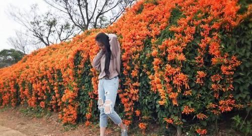  东西|养爬墙花卉，盆底下埋几粒“这东西”，三个月长成瀑布