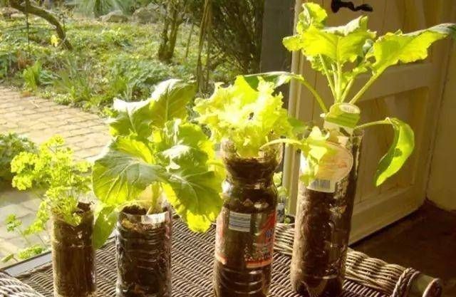 浇水|太神奇了！她在塑料瓶里种蔬菜，一年都吃不完！
