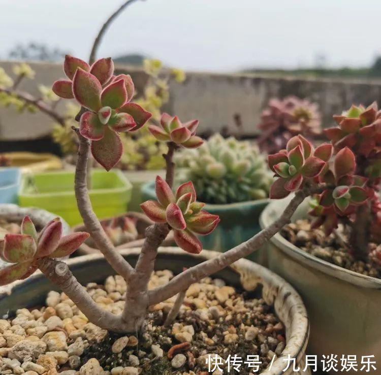 佛系养肉人生活明朗,多肉可爱,唯适者生存!