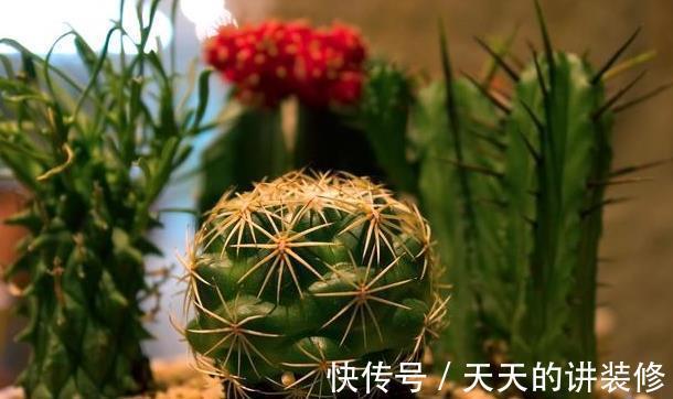 浇水|仙人掌类植物长得太慢,几个能帮助它们快速生长的技巧教给你