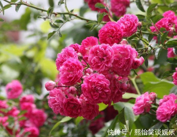 大花蕙兰|养花就养这几款,全年开花不停,好养易爆盆,阳台变一片花海