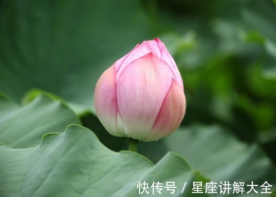 属相|8月运势大涨，4属相桃花朵朵，喜事不断，未来富贵满堂