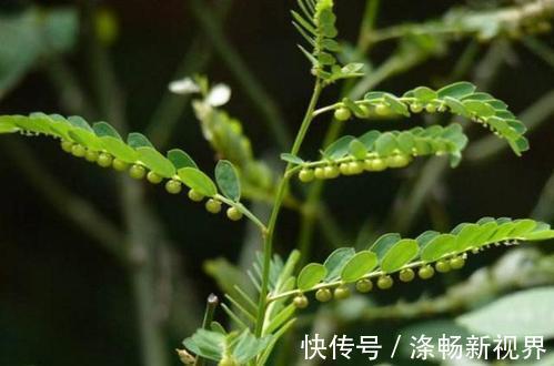 中药材|别名叫“阴阳草”,听见都害怕,却是很好的中药材,现在很少见到