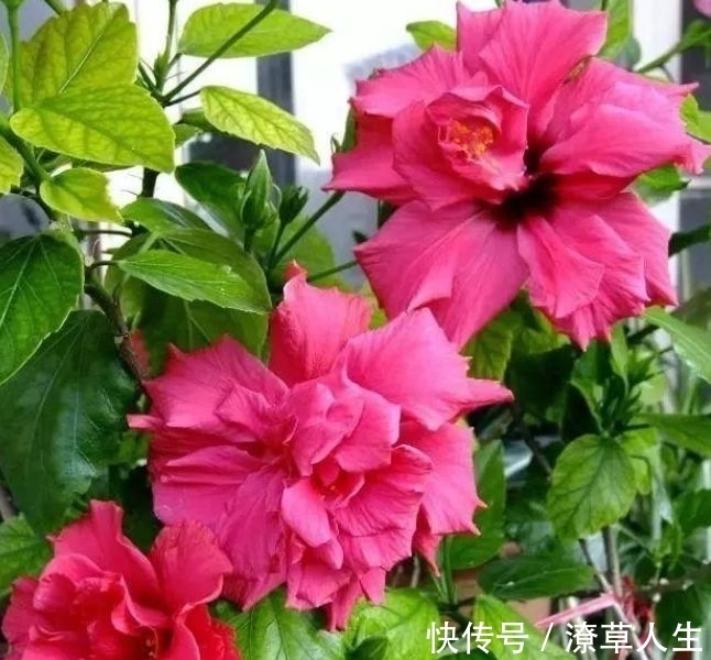 养花就养4种花,家里养一盆,开花漂亮花期长,不易生病好养护