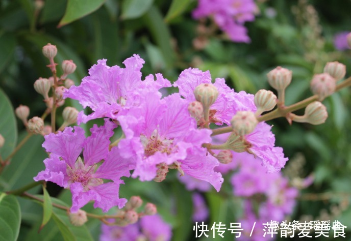 痒痒花|此花枝繁叶茂色彩穗繁，姹紫嫣红成一道靓丽的风景线，是好运之花