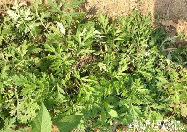 家有三年艾，郎中不必来！艾叶的效果多神奇用过的人都说好