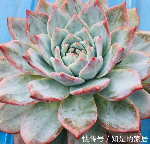 养多肉有妙招，叶子不发黄不烂根得此样做