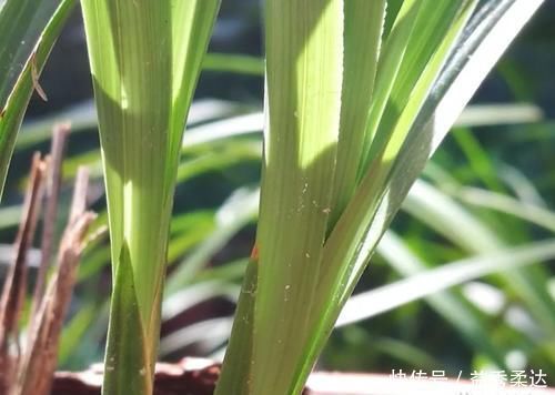 兰花叶子枯萎怎么办?教你5个妙招,新手兰友一定要知道