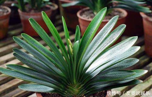 君子兰养了多年不见长，这3个问题是“病因”，赶紧解决吧