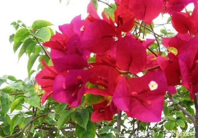 这四种三角梅红得很纯正，色彩鲜艳又漂亮，你喜欢哪一种呢？