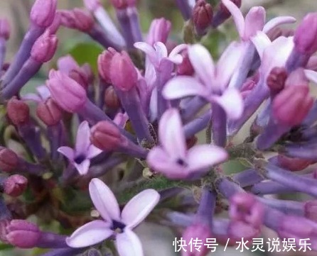 5种花卉“别乱养”,香气“有毒”,放在卧室并不好,别疏忽!