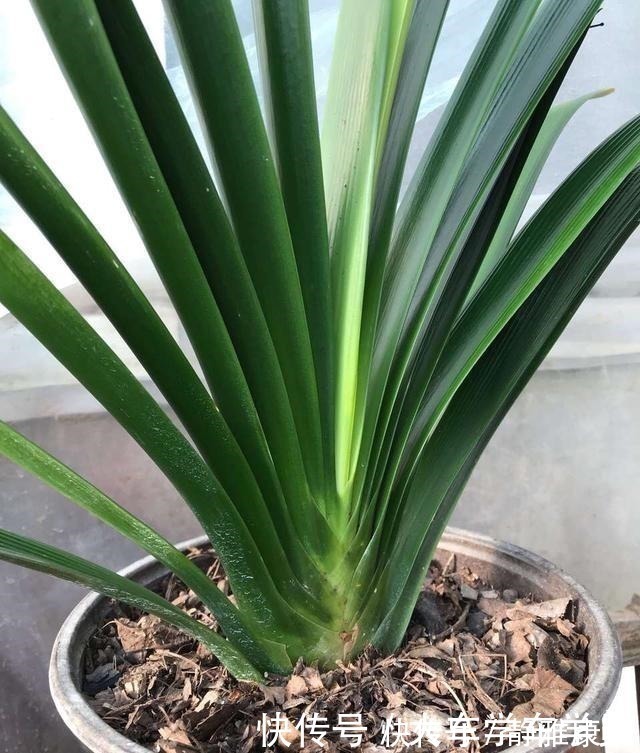 养花|养花先“养根”，君子兰富贵竹“喂点料”，白根呼呼冒，轻松爆盆！