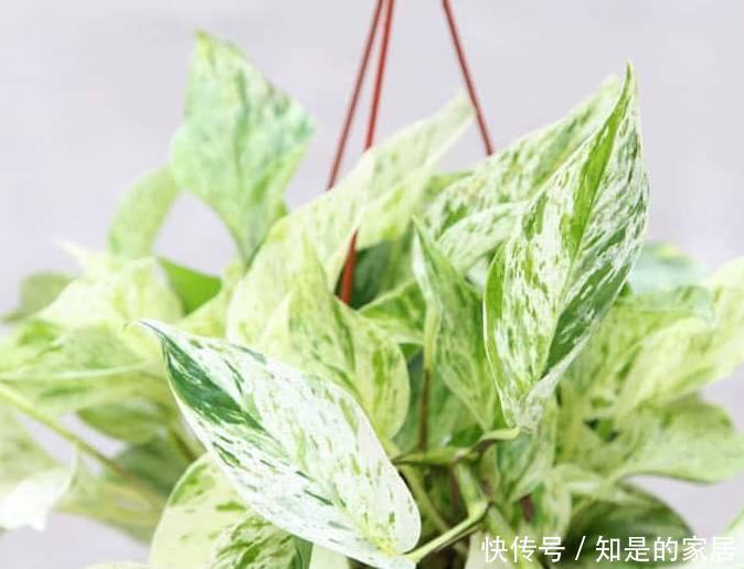  养花|12种净化空气非常棒的室内绿植，养花新手都养不死的植物