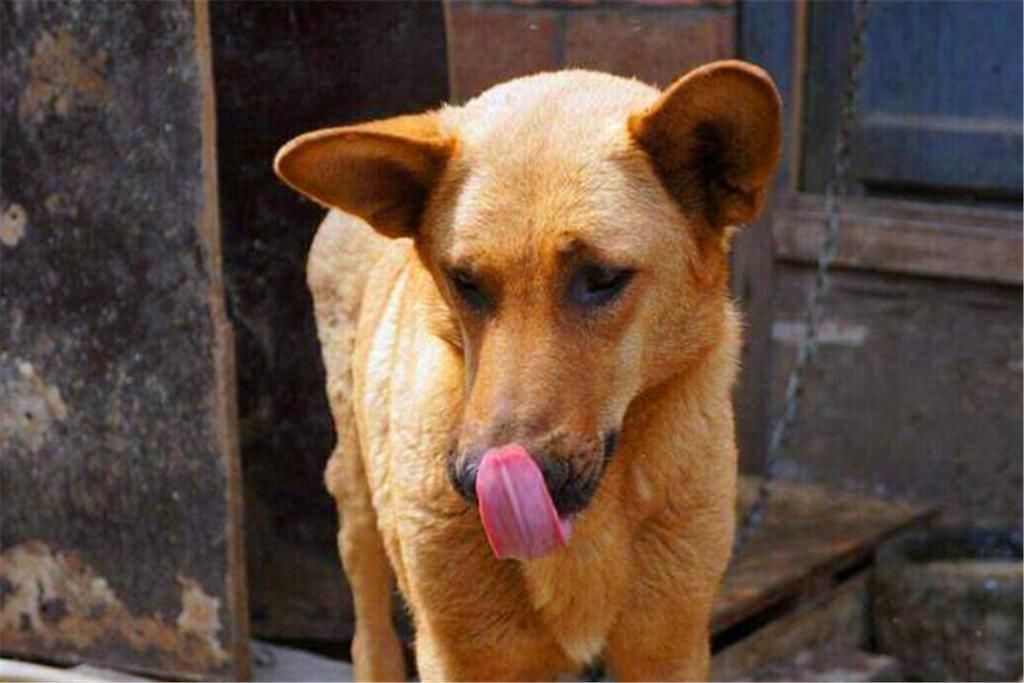 村俗语“豆腐下酒，不如喂狗”什么意思？豆腐不可以下酒吗？