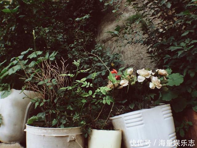 养花也该适时断舍离,如果您家阳台上也有这些,不妨清理一下