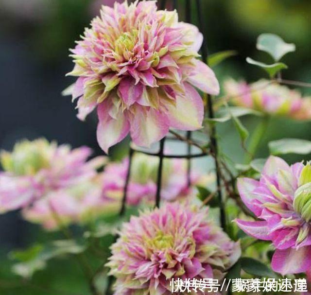 档次|4种花养家里,美成了花园,名字好听,开更美,开花漂亮上档次!