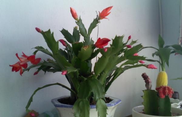 怎么让蟹爪兰开花更多、更持久？日常做到这些，花谢又能接着开