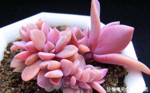 这3款多肉，叶片粉嫩嫩，自带少女风，居家盆栽看着真撩人