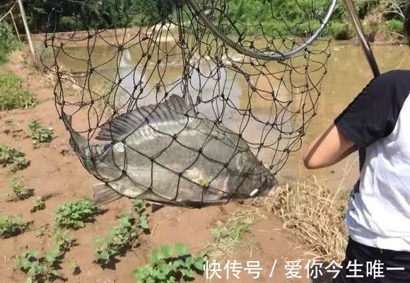 小伙|小伙钓鱼发现鱼不对，仔细一看鱼身没有鳞，吓得后背冒汗直接放生