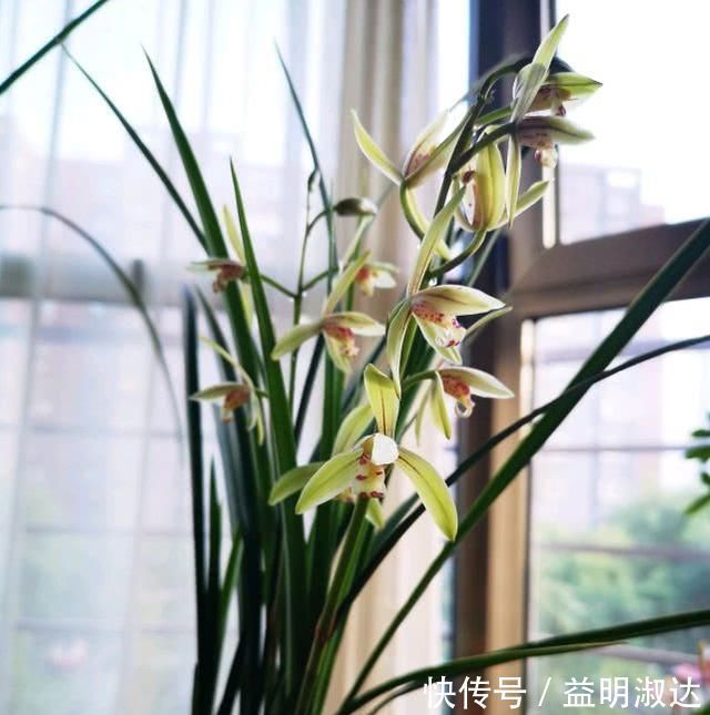 养兰花,牢记3点,兰花不烂根,不腐芽,猛发壮苗,花朵呼呼开