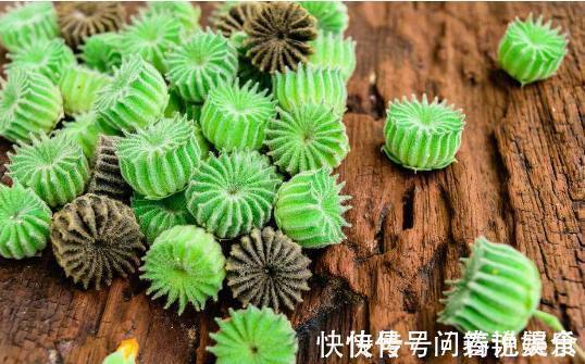 响耳|山林中常见的“小磨盘”,是“响耳的灵药”,可惜很多人都不知道