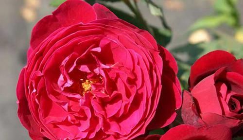  款花|漂亮像“假花”的3款花，花大色艳，香气浓郁，多季开花