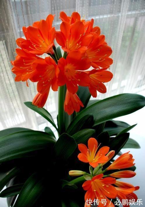 这“2种”肥,君子兰吃了,叶子油亮长得壮,花剑猛冒开花旺!