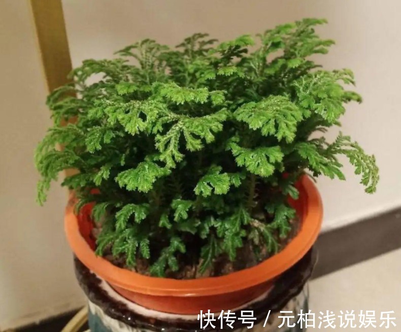 家电|家庭养花,哪些地方不能摆放植物盆栽?除了室内,室外也有讲究