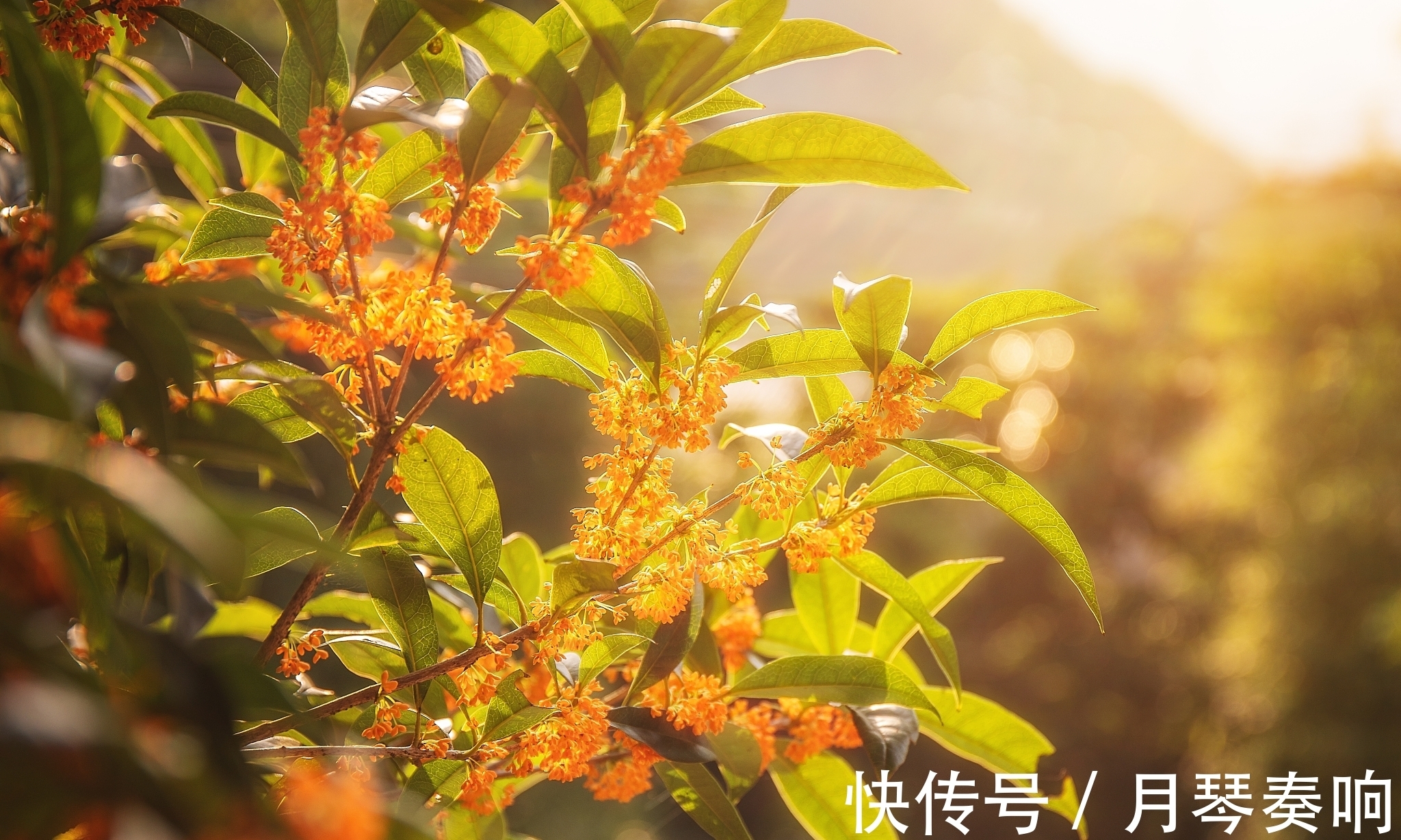 退士!盛唐最后一位贤相被贬后写下一首诗,成为《唐诗三百首》开卷之作