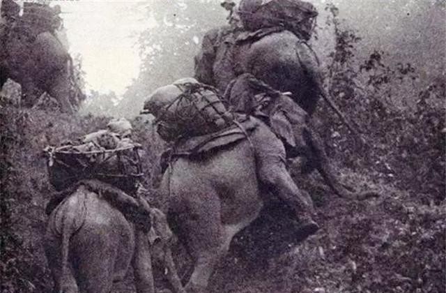 饿肚子|成吉思汗妙招不让士兵饿肚子,日本军官效仿,结果饿死5万日军