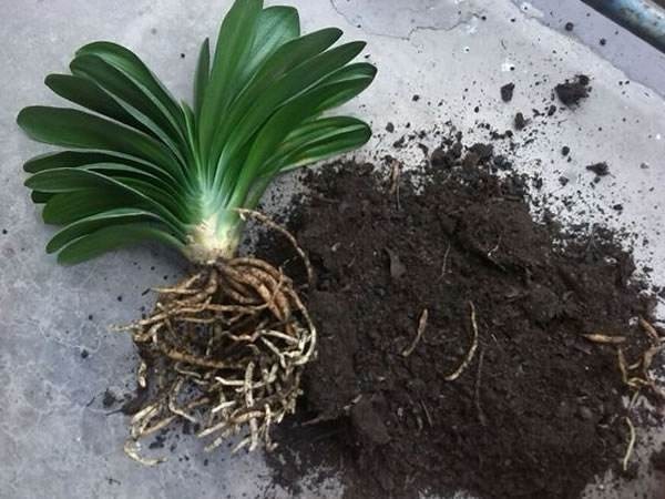 君子兰夏天容易烂根赶紧砍一刀,栽土里还能重新长!