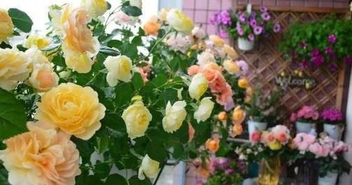 出门捡点养花肥，不花一分钱，比花肥还厉害，养啥都叶绿花艳！