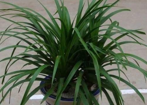 有钱人最喜欢的3种花草,能促进住宅风水,摆放位置大有讲究