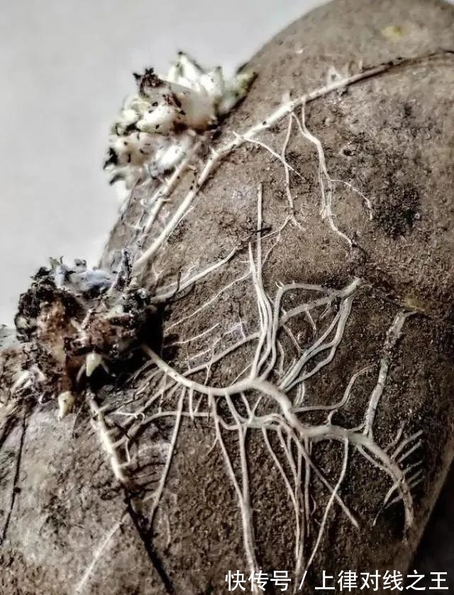 土豆|土豆发芽有多恐怖!26张照片告诉你,它才是这个星球最神奇生物