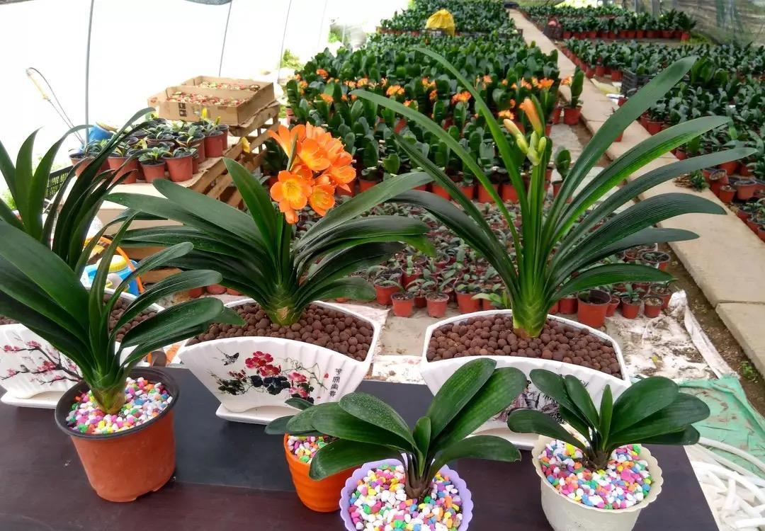 过年没有年味?养上几种“吉利花”,春节变得喜庆、热闹,年味浓